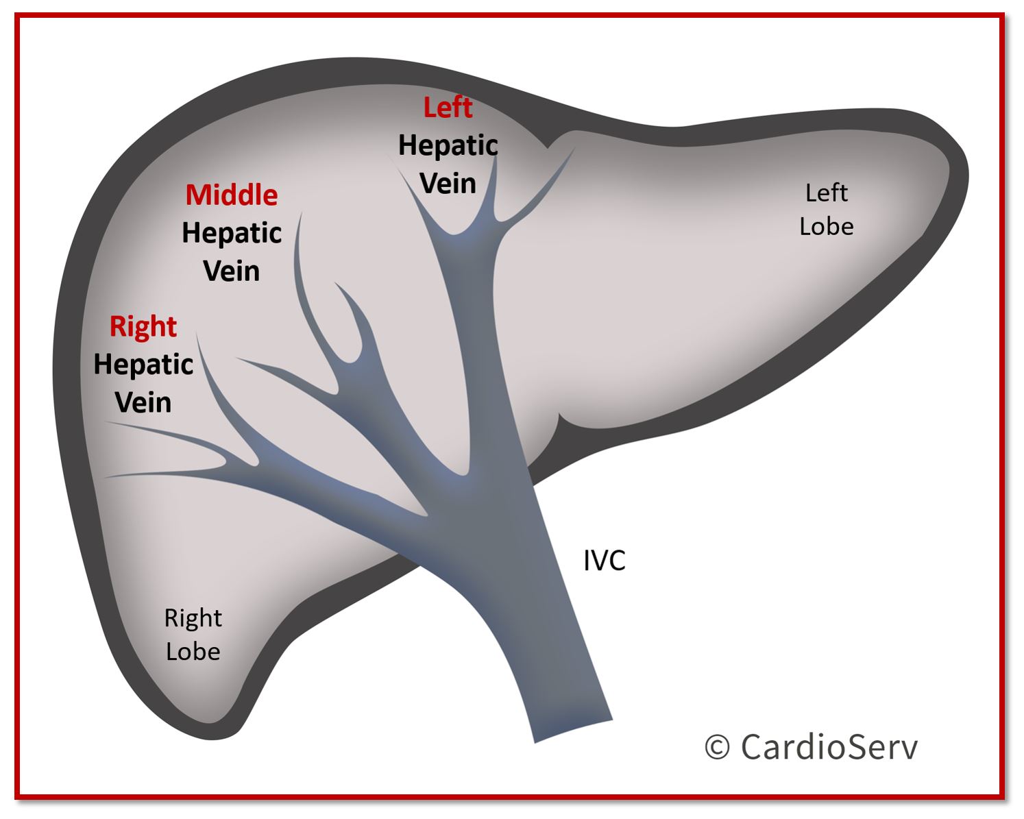 Liver