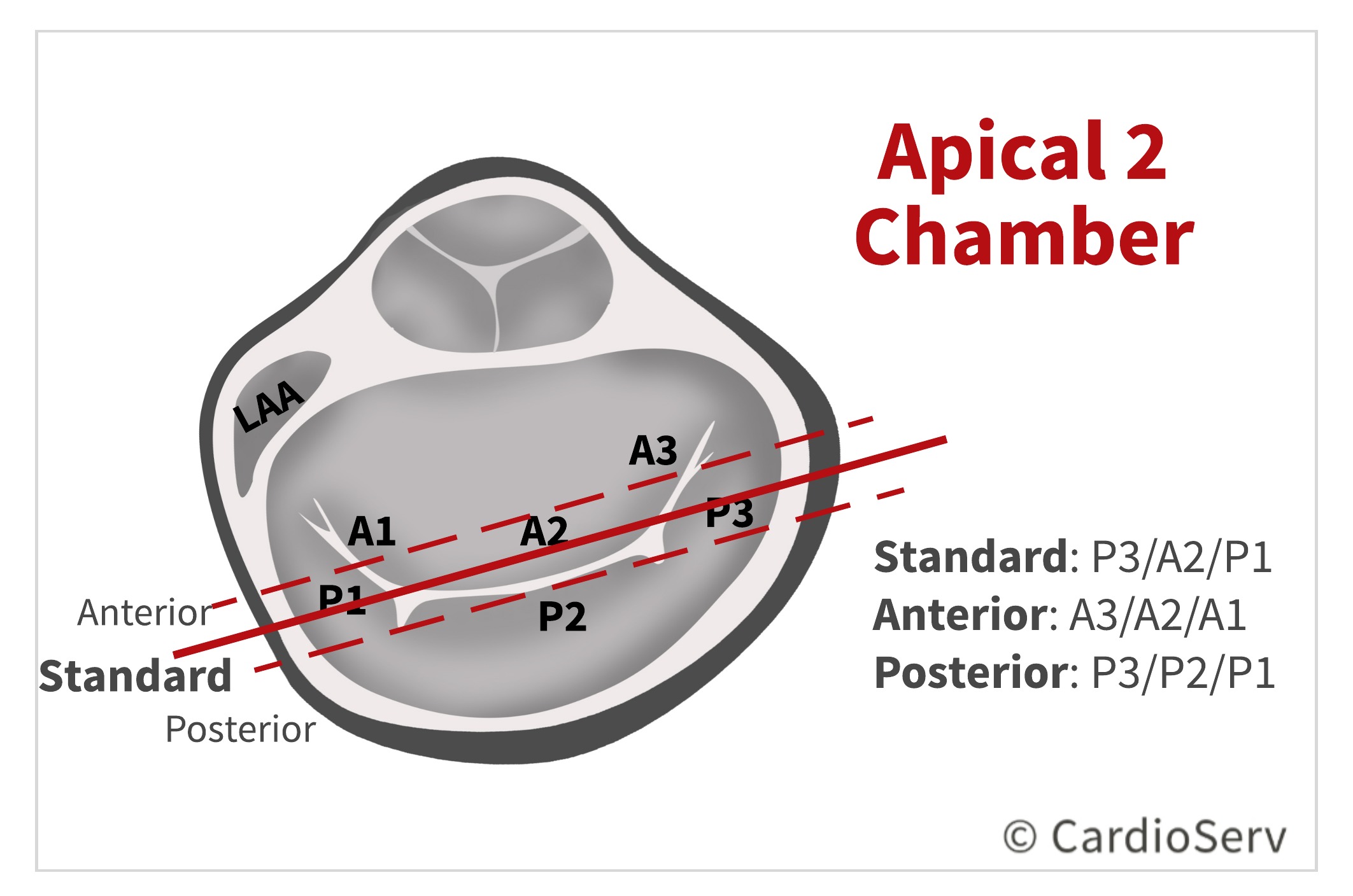 Apical 2 Chamber AP2 Mitral Valve Scallops Echo 