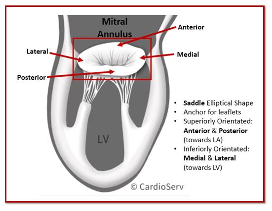 Mitral Annulus 