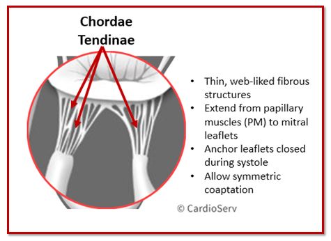 Mitral Valve Chordae Tendinae