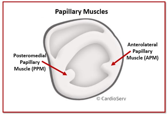 PSAX Papillary Muscles