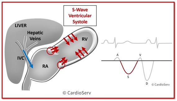 Hepatic Veins – 101