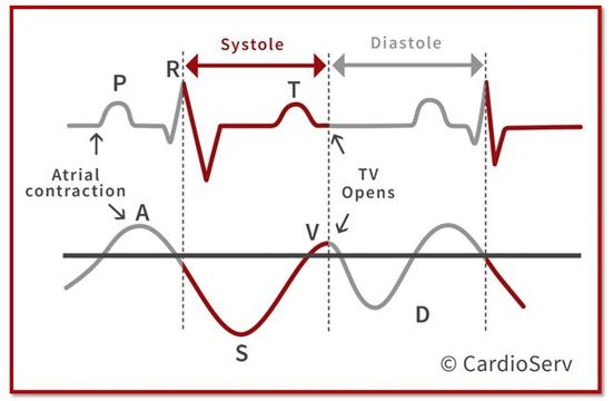 Hepatic Vein Cycle