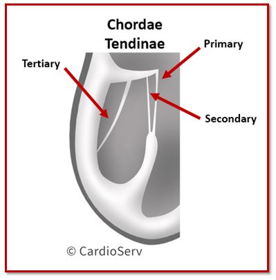 Chordae Tendinae Types