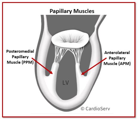 Papillary Muscles