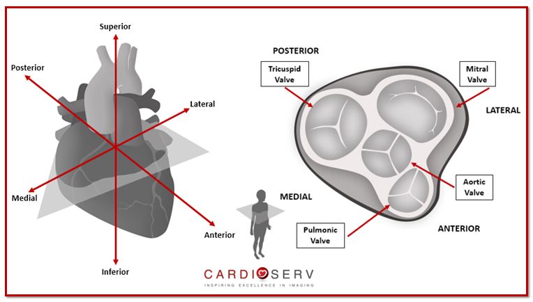 Heart Valves Transverse Imaging Plane