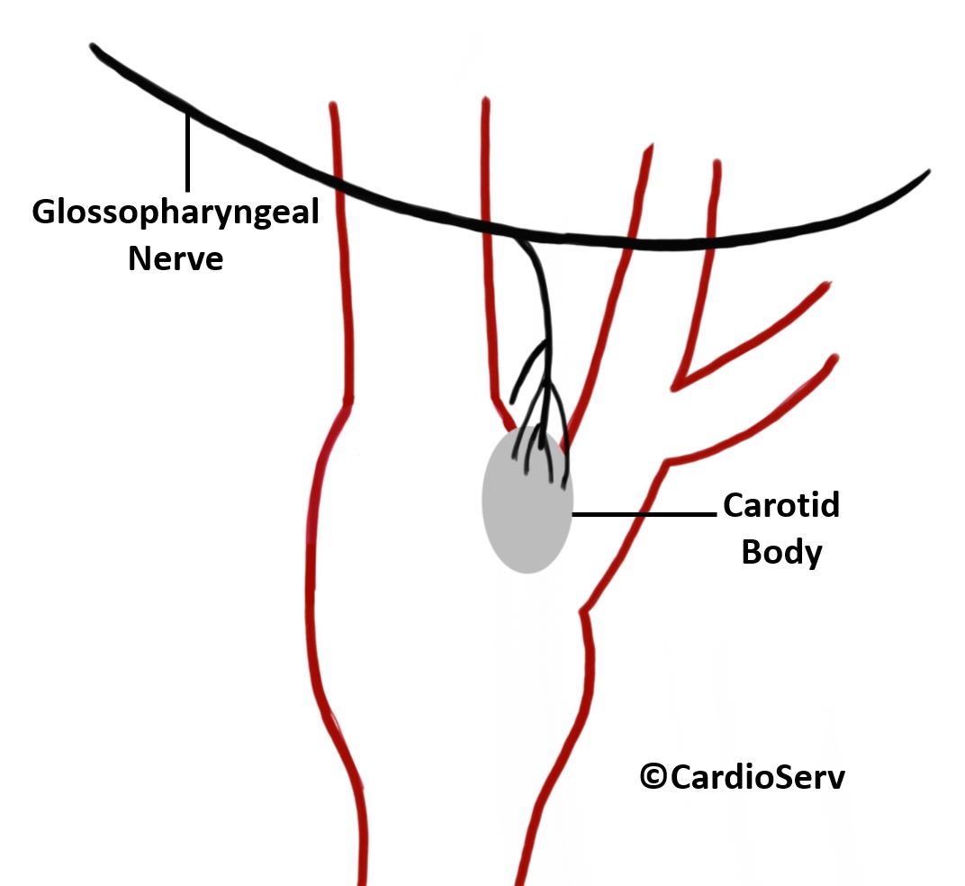 carotid body