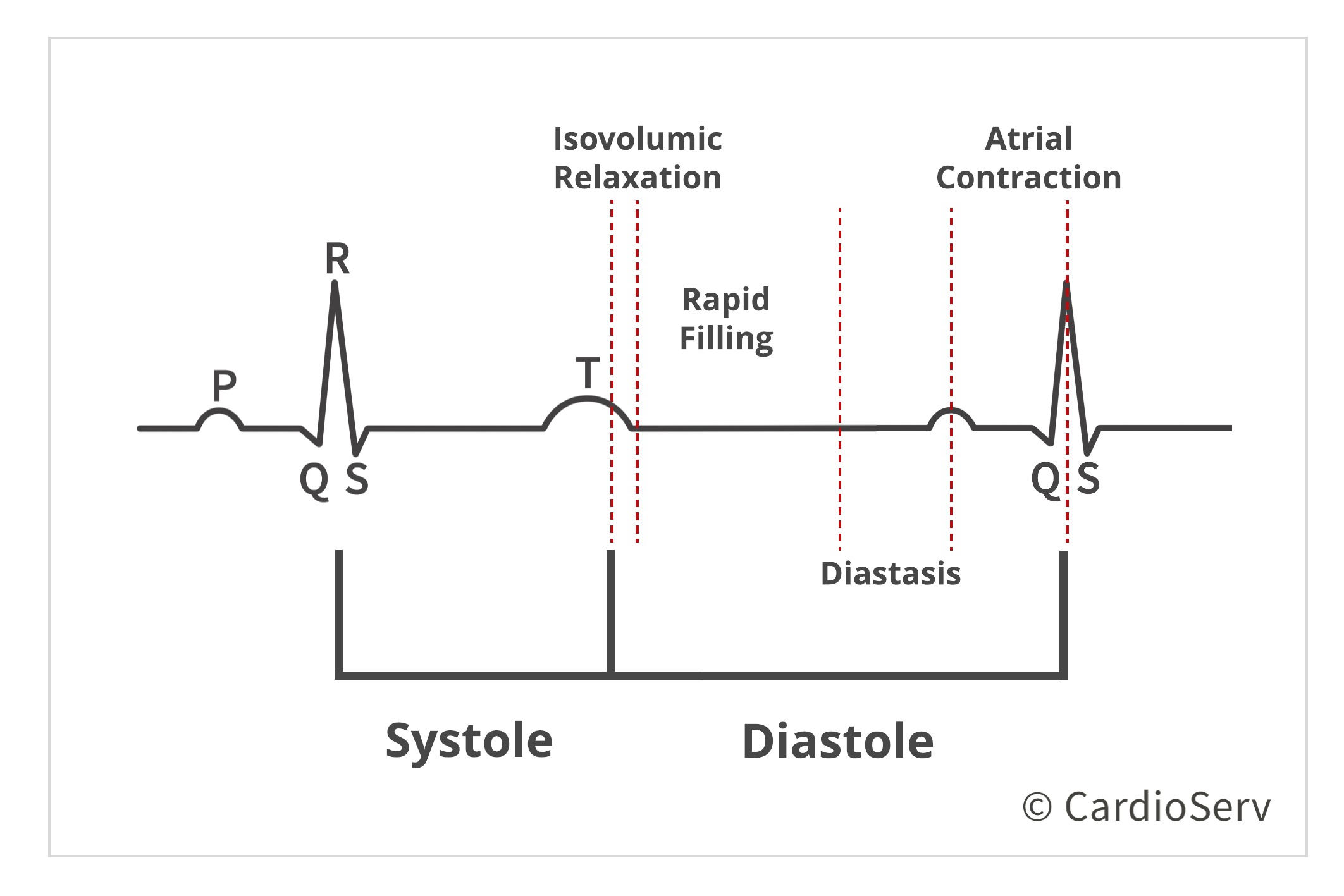 Stages of Diastole during cardiac cycle