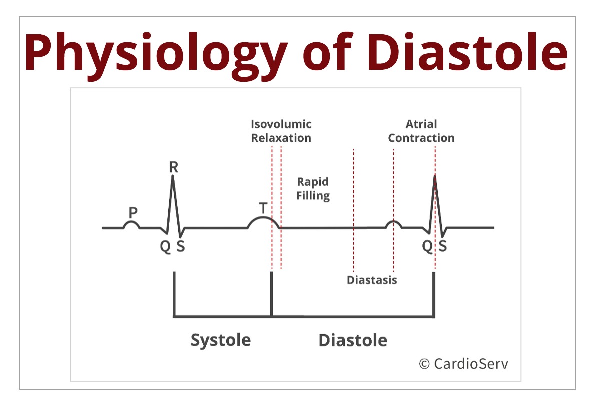 Understanding the Basics: Physiology of Diastole