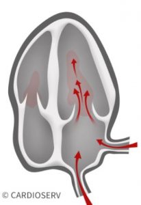 Diastole Physiology within Cardiac Cycle