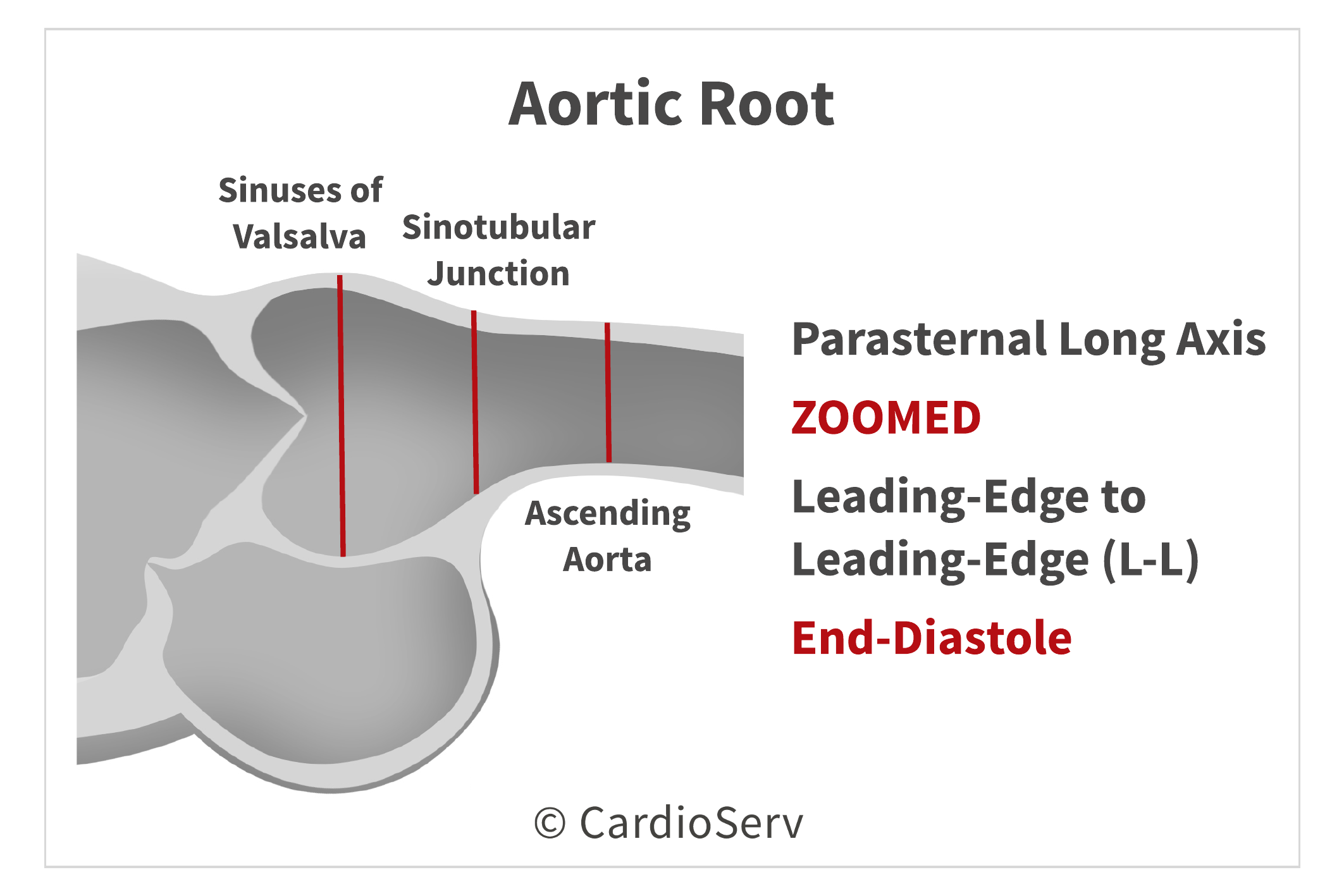 ascending aorta dimensions echo