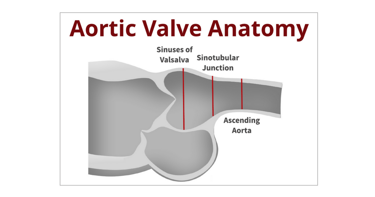 Back To The Basics Aortic Valve Anatomy