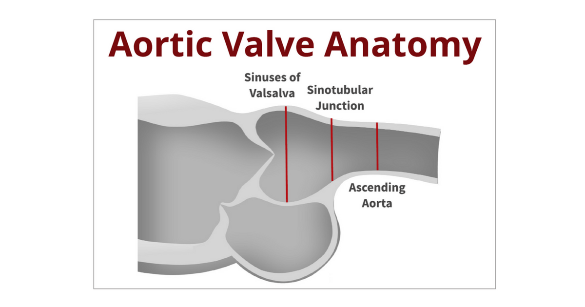 aortic root anatomy