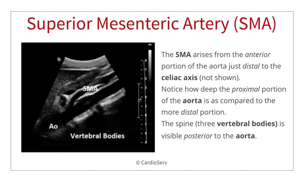 Inferior Mesenteric Artery Ultrasound