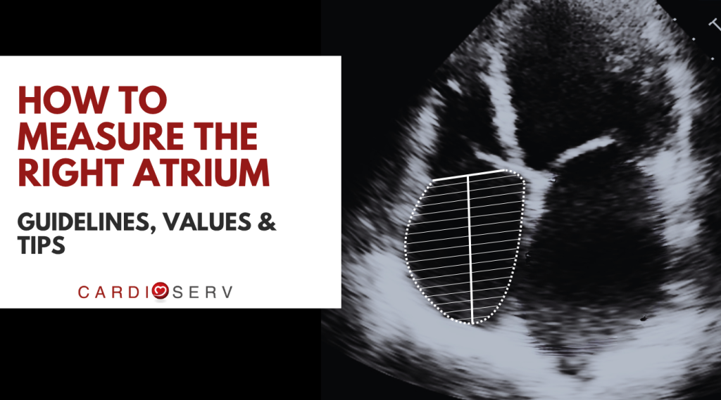 how to measure the right atrium